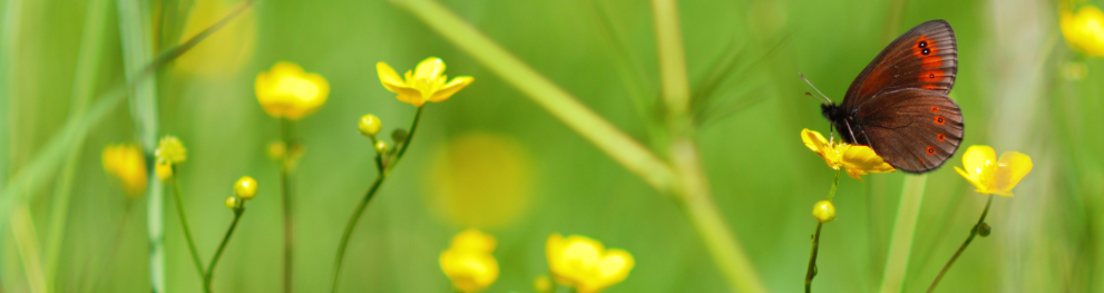 An colourful arran brown butterfly in a green meadow full of yellow buttercups.