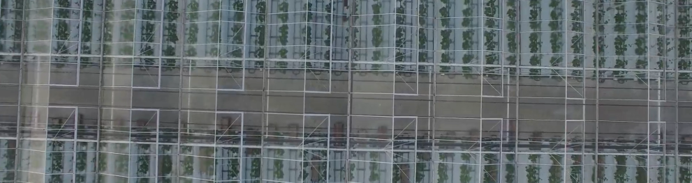 cucumber greenhouses from above