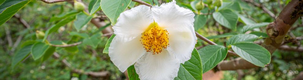 Photo: Elinor Smederöd