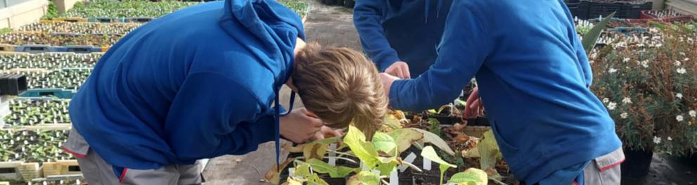Youths are working with seeds